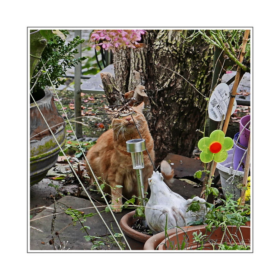 Johannneskraut sucht im Garten nach Ostereiern, die der Osterhase dort versteckt hat