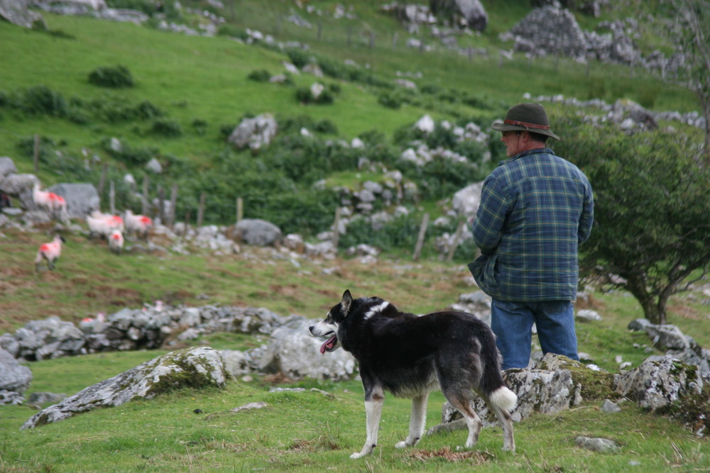 John beim Schafehüten in Irland