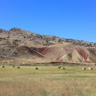 John Day Farmland