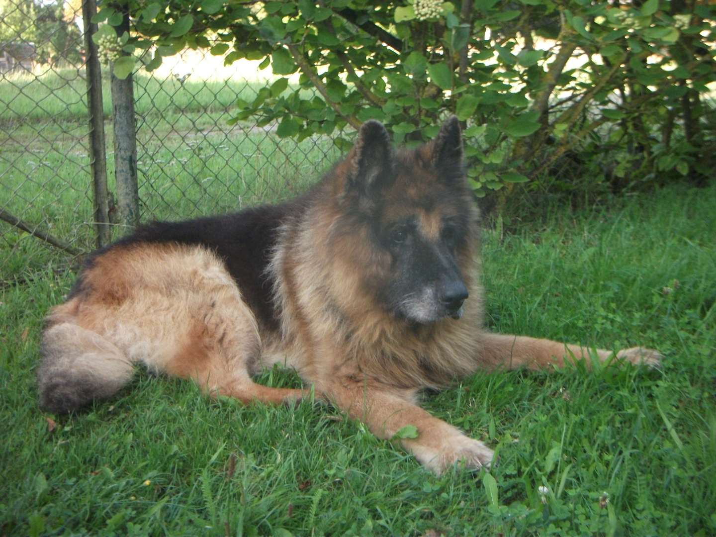 Johnny auf dem Bauernhof in Drosedow, bei Loitz