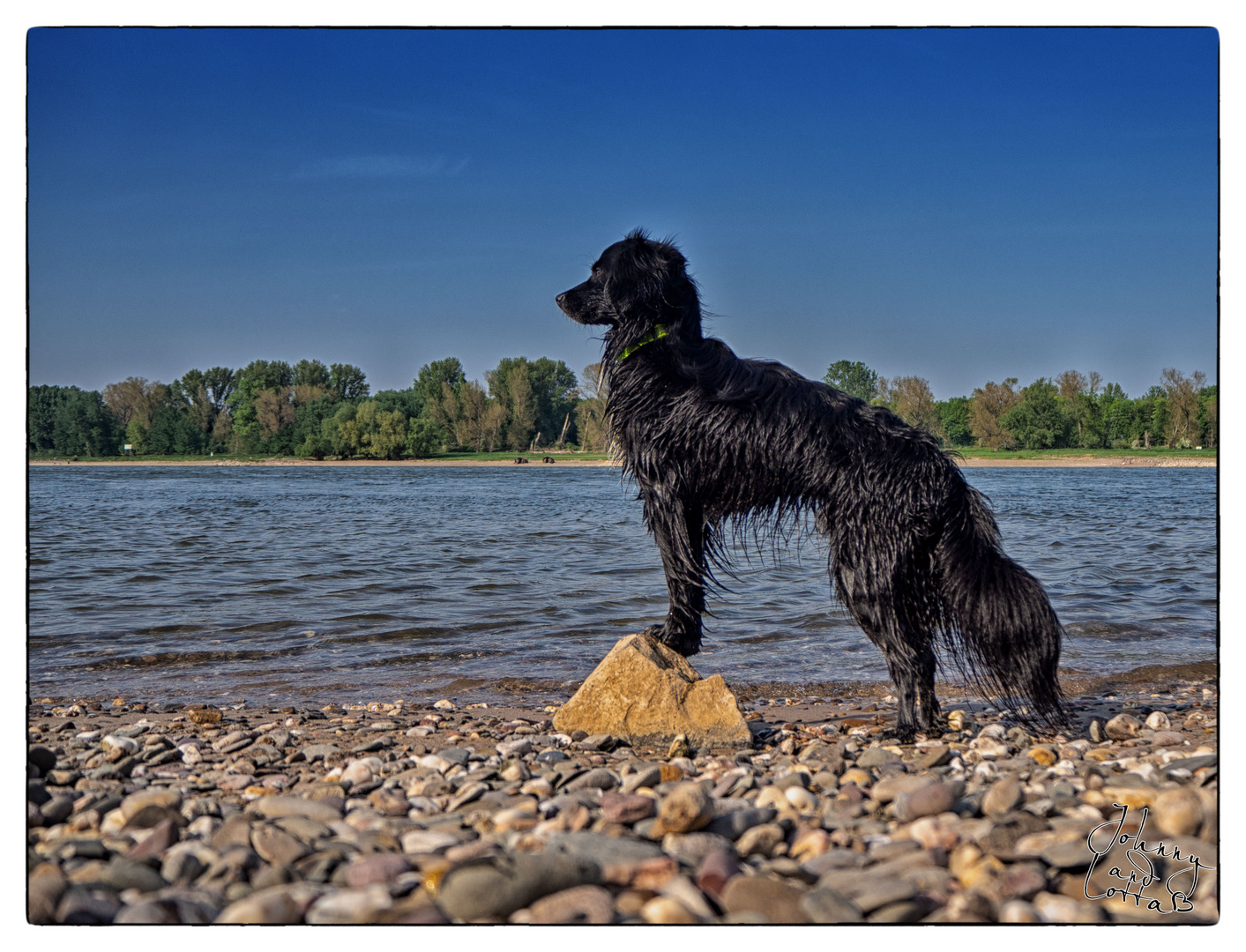 Johnny hält Aussicht am Rhein 