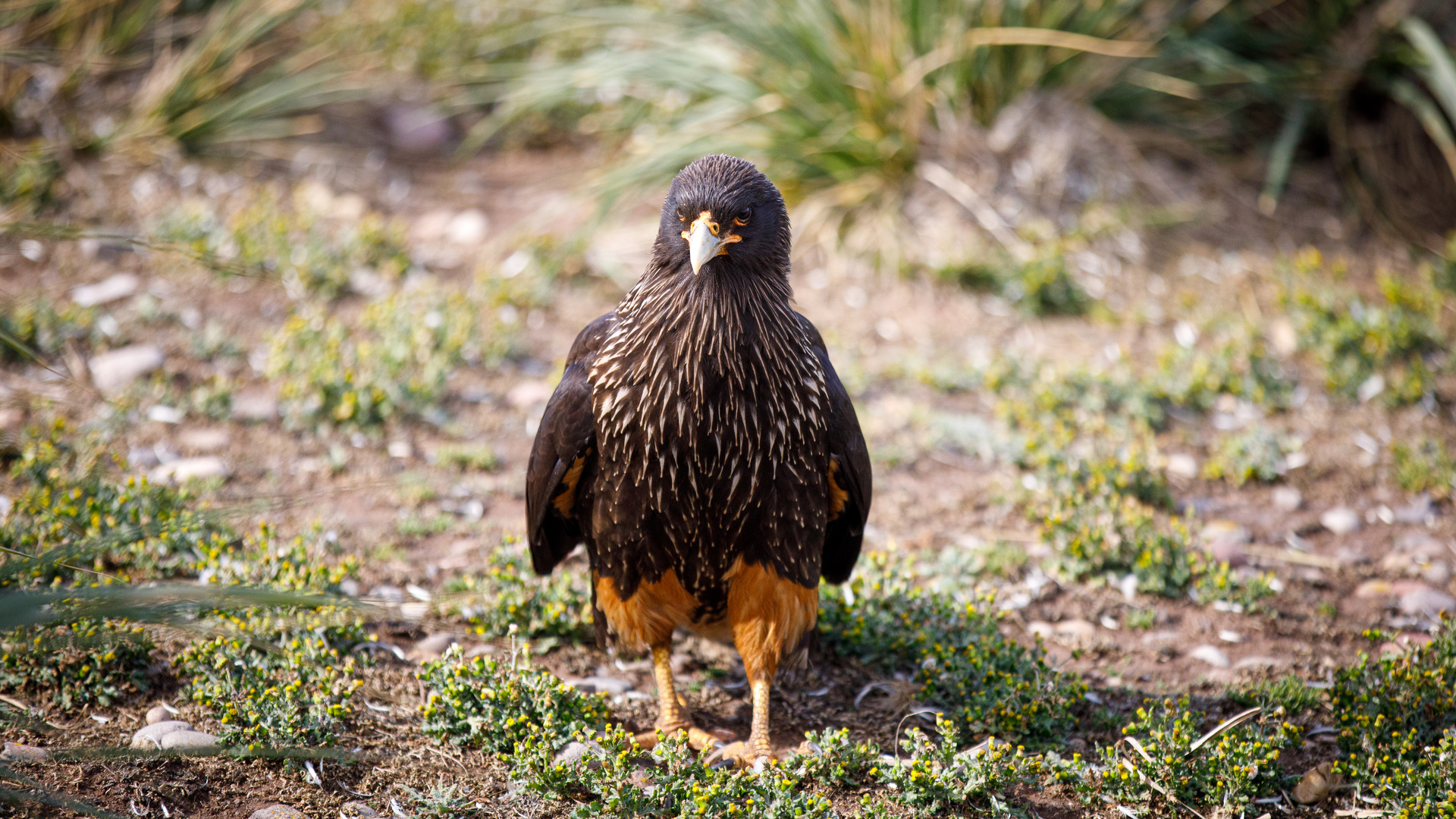 Johnny Rook (Caracara)