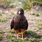 Johnny Rook (Caracara)