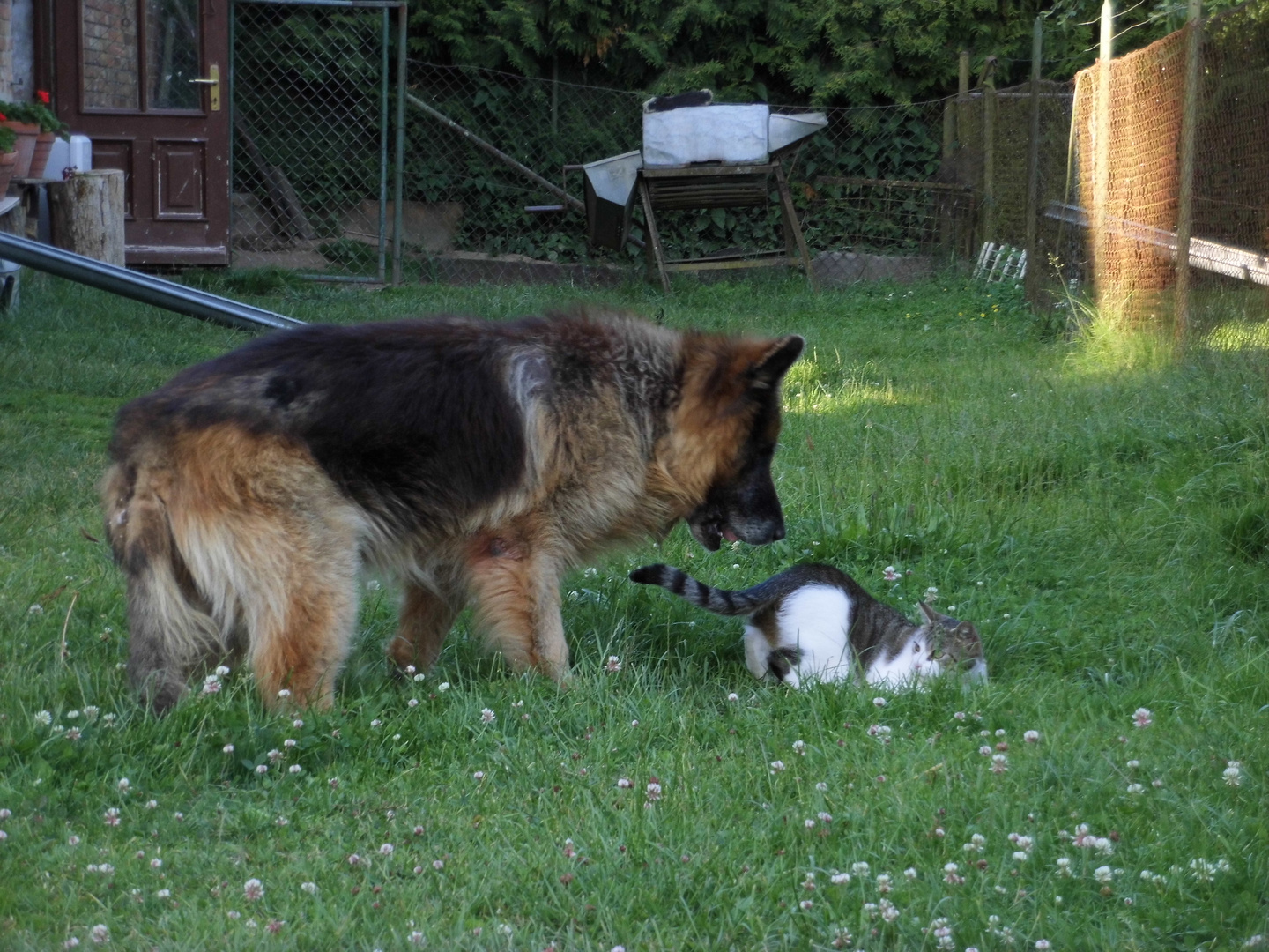 Johnny und Babsi - Toben auf dem Bauernhof, Drosedow, bei Loitz, im Juni 2014