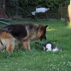 Johnny und Babsi - Toben auf dem Bauernhof, Drosedow, bei Loitz, im Juni 2014