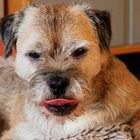 Johnny Walker the BorderTerrier