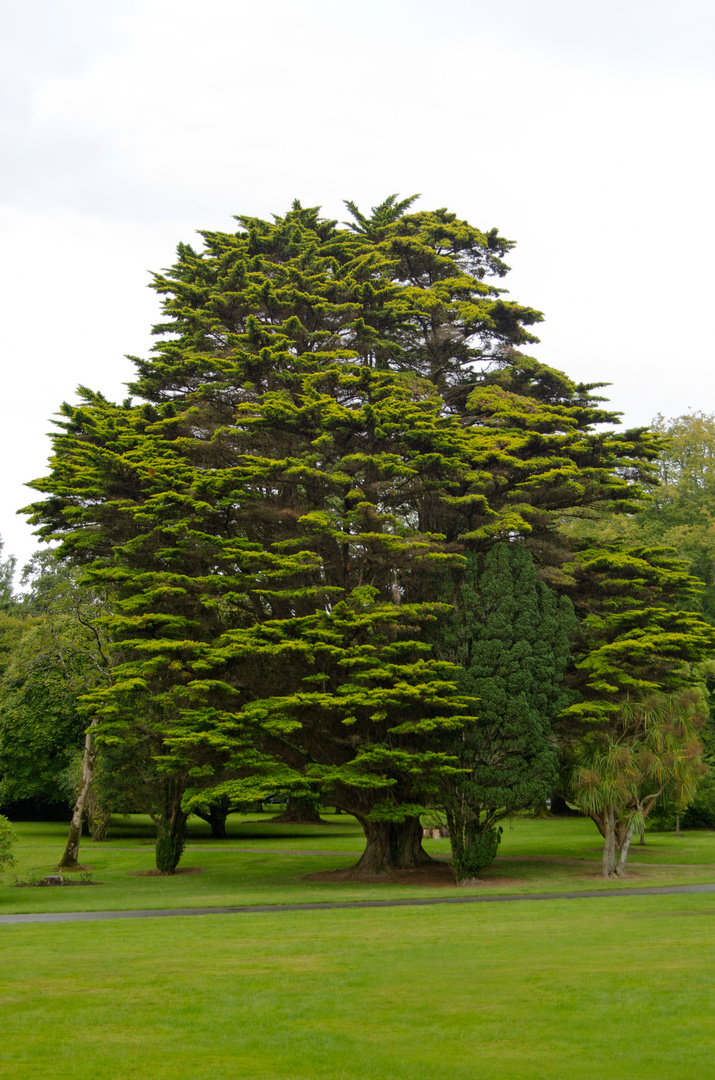 ... Johnstown Castle IX ...