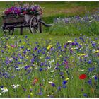 joie dans la campagne ...