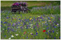 joie dans la campagne ...