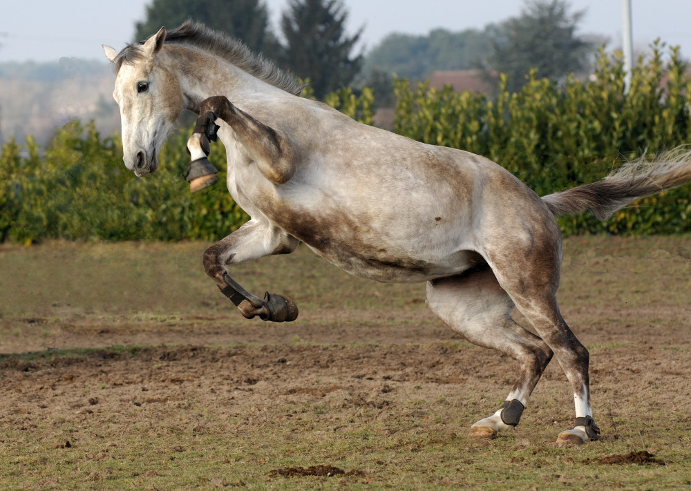 joie de vivre