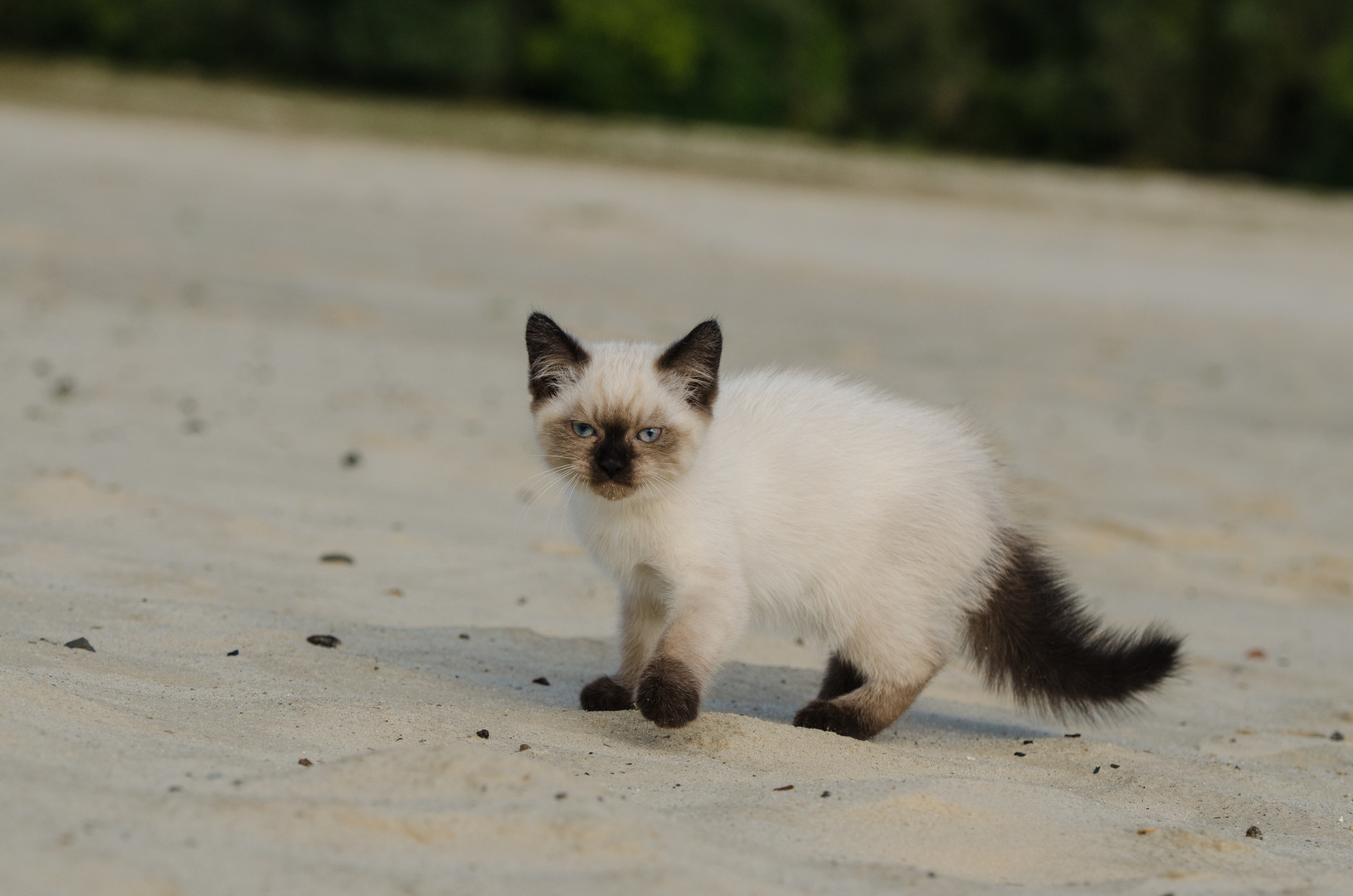 Jojo's erster Tag am Strand