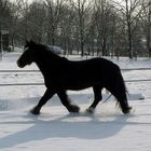 Joker geniesst den Auslauf auf dem Reitplatz