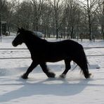 Joker geniesst den Auslauf auf dem Reitplatz