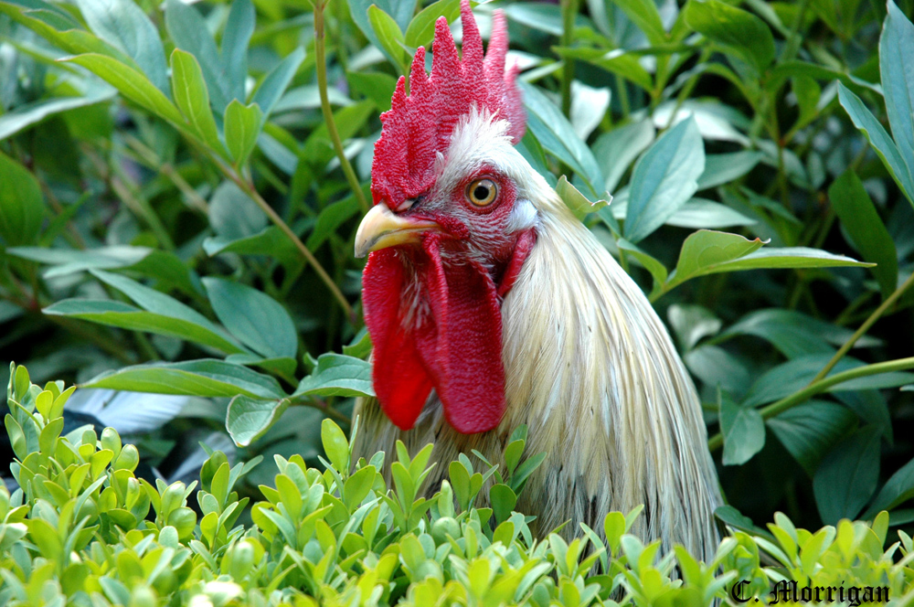 Joli coq