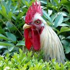 Joli coq