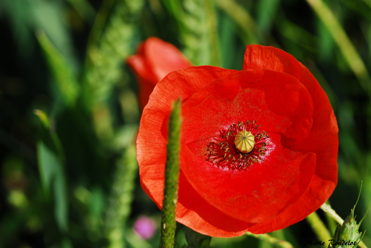 joli coquelicot