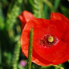 joli coquelicot