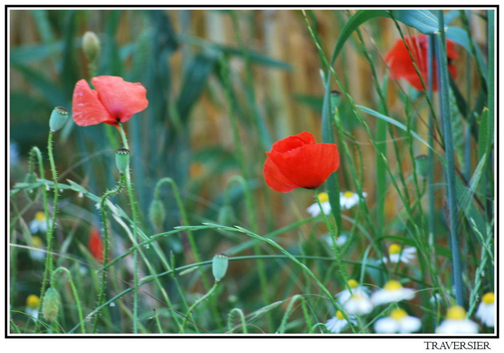 joli coquelicot