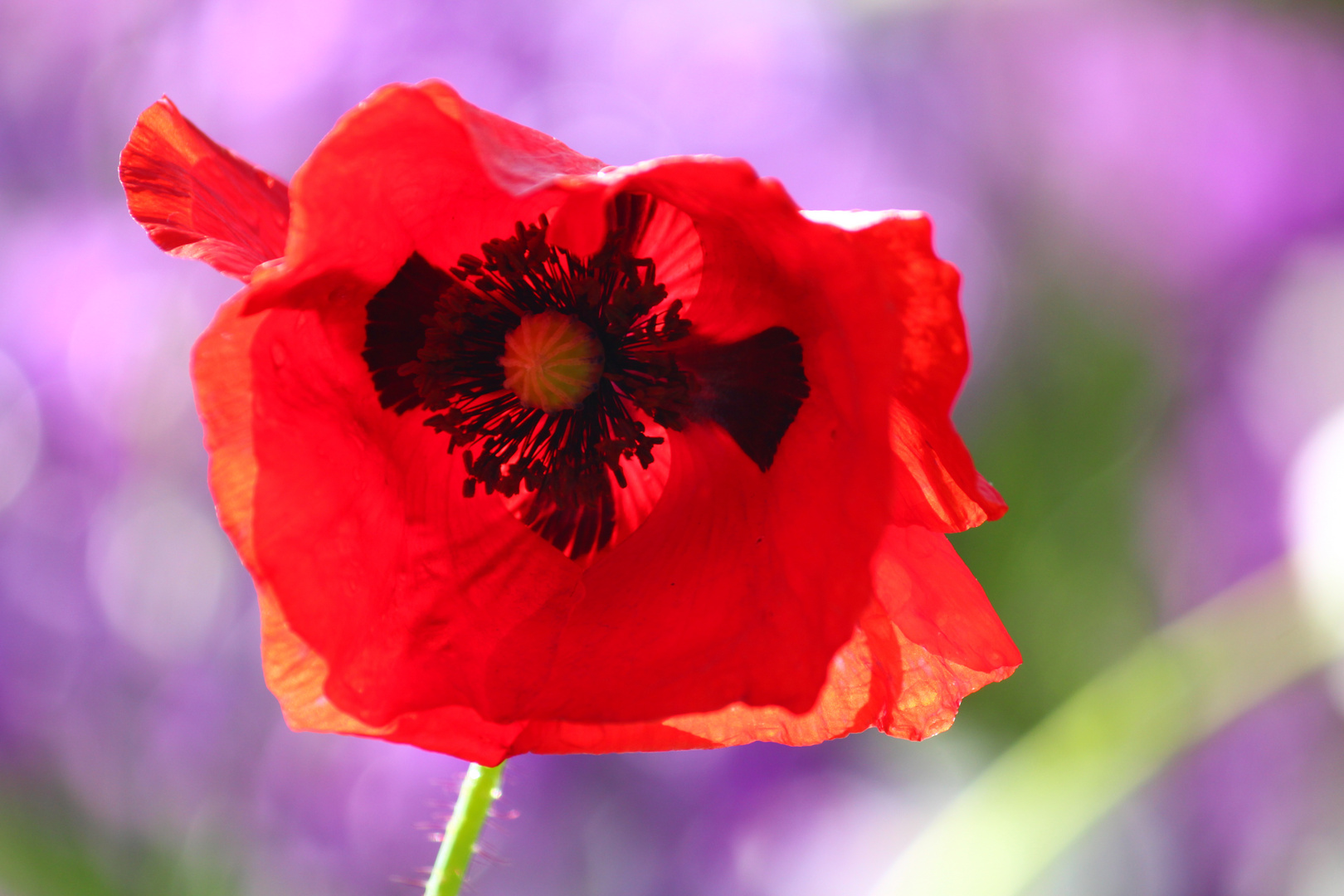 joli coquelicot