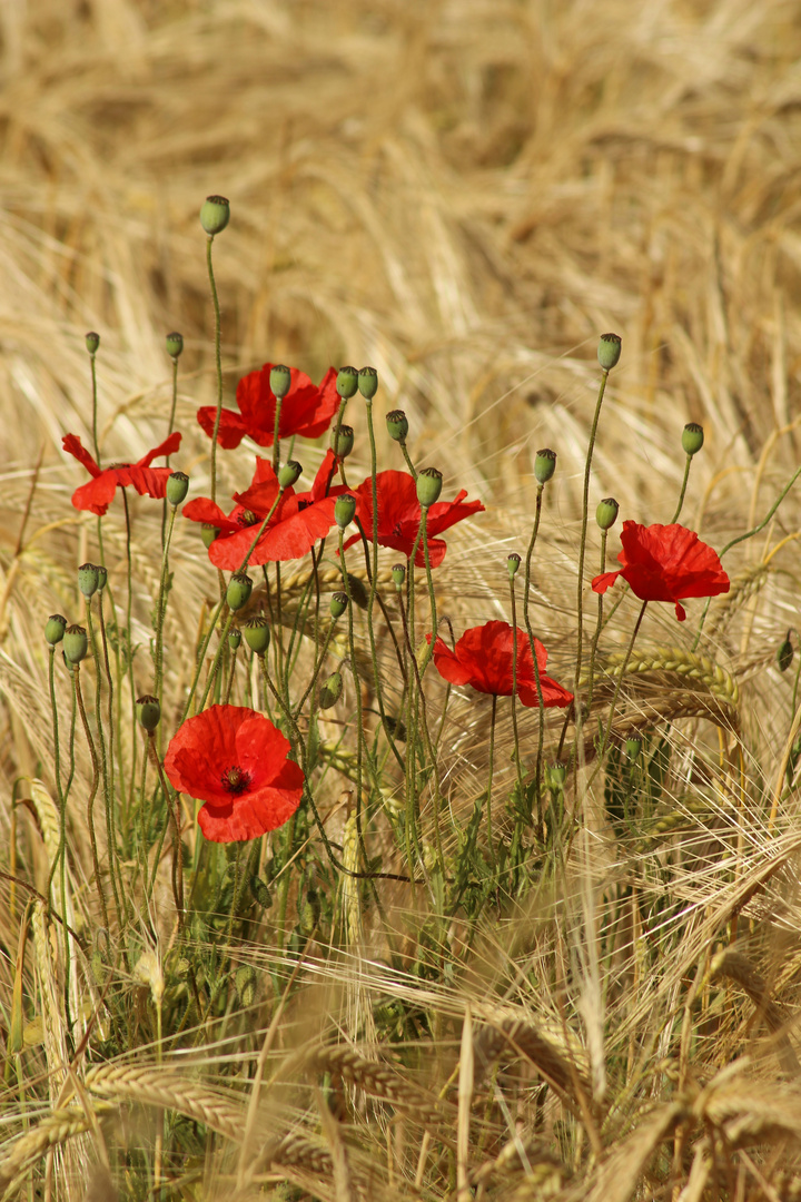 Joli coquelicot