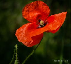 joli coquelicot