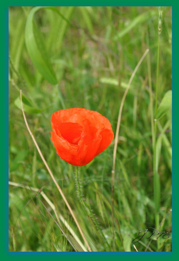 joli coquelicot !!