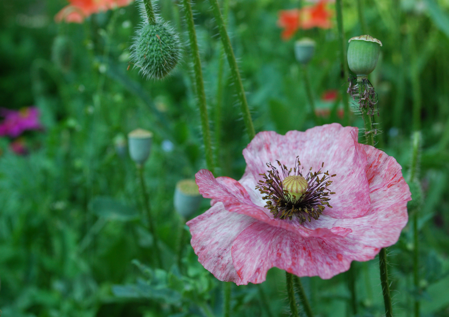 joli coquelicot