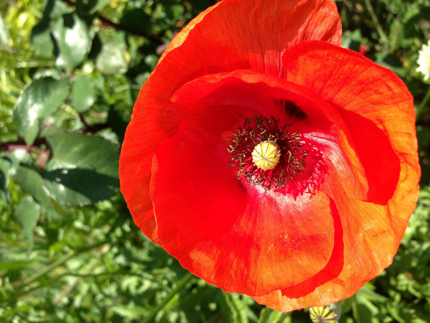 Joli coquelicot