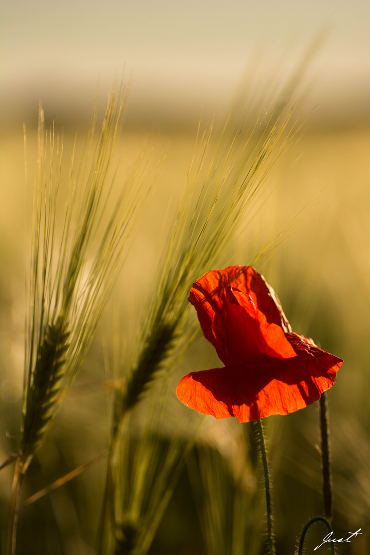 Joli coquelicot...