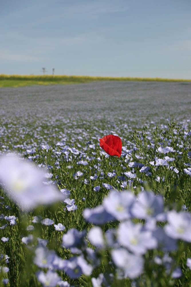 Joli coquelicot, mesdames