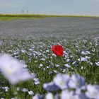 Joli coquelicot, mesdames