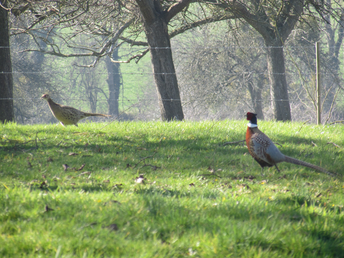 ..Joli couple, au fond du jardin Normand...