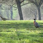 ..Joli couple, au fond du jardin Normand...