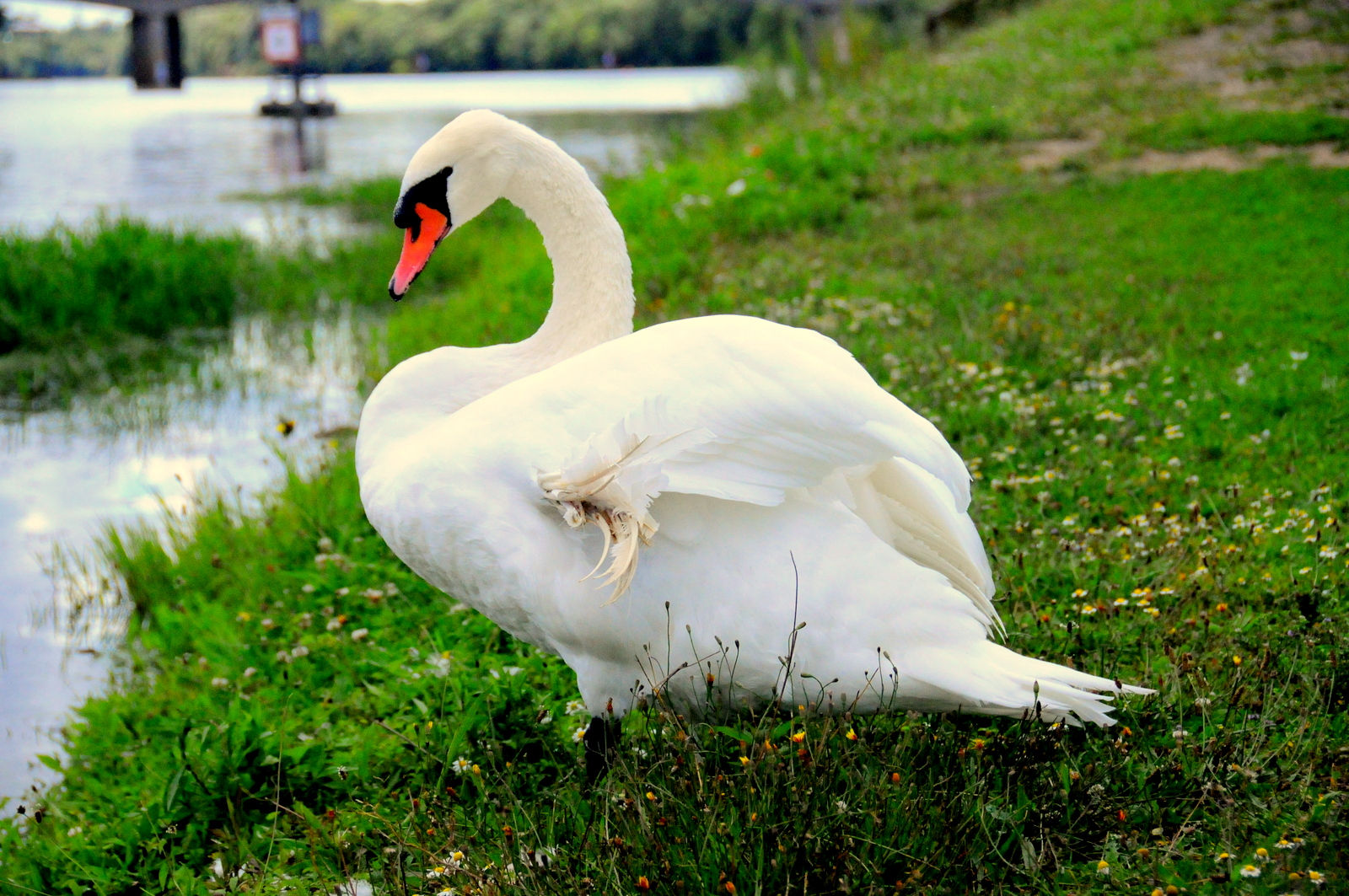 joli cygne