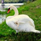 joli cygne