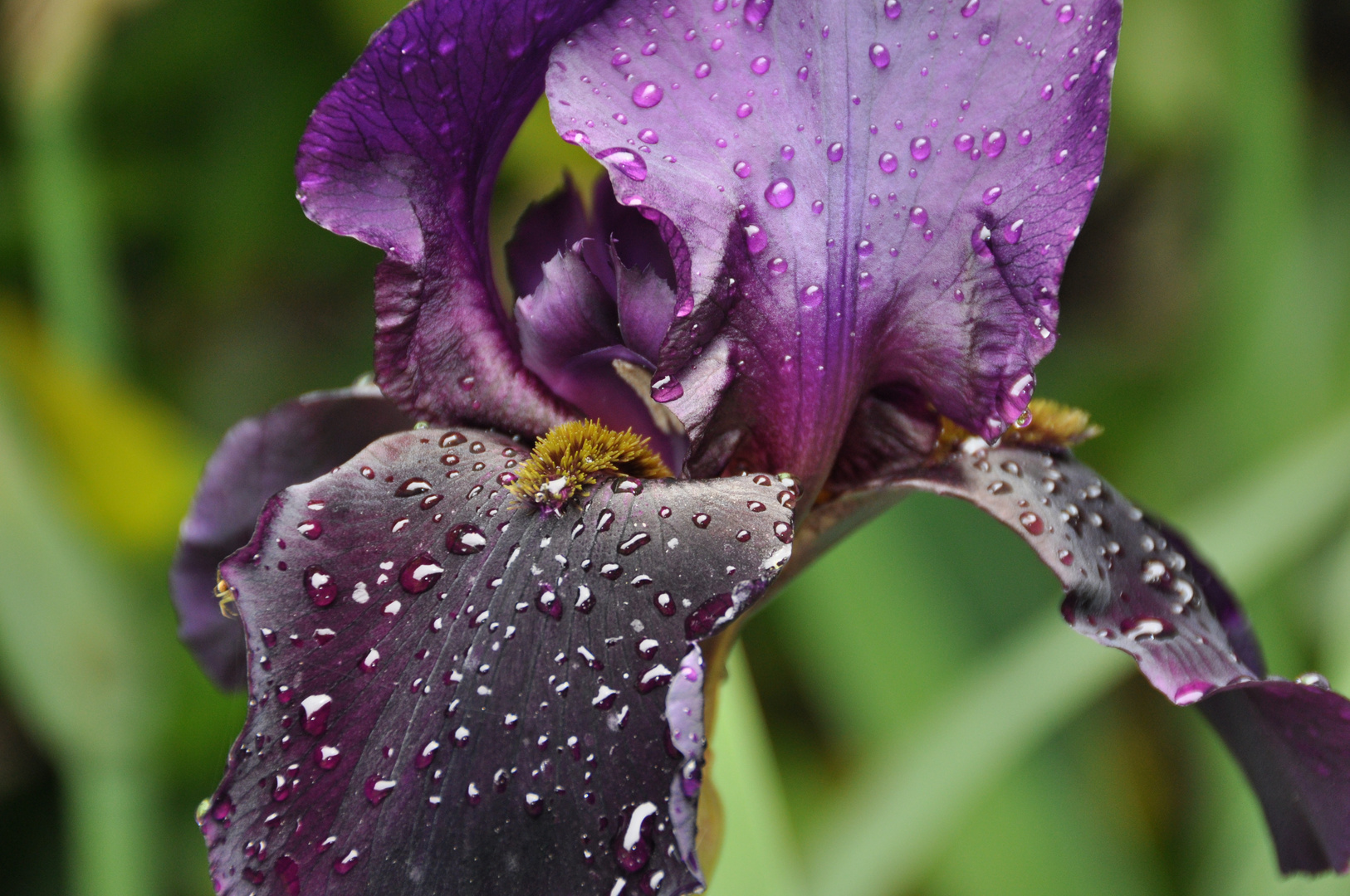 Joli iris après la pluie