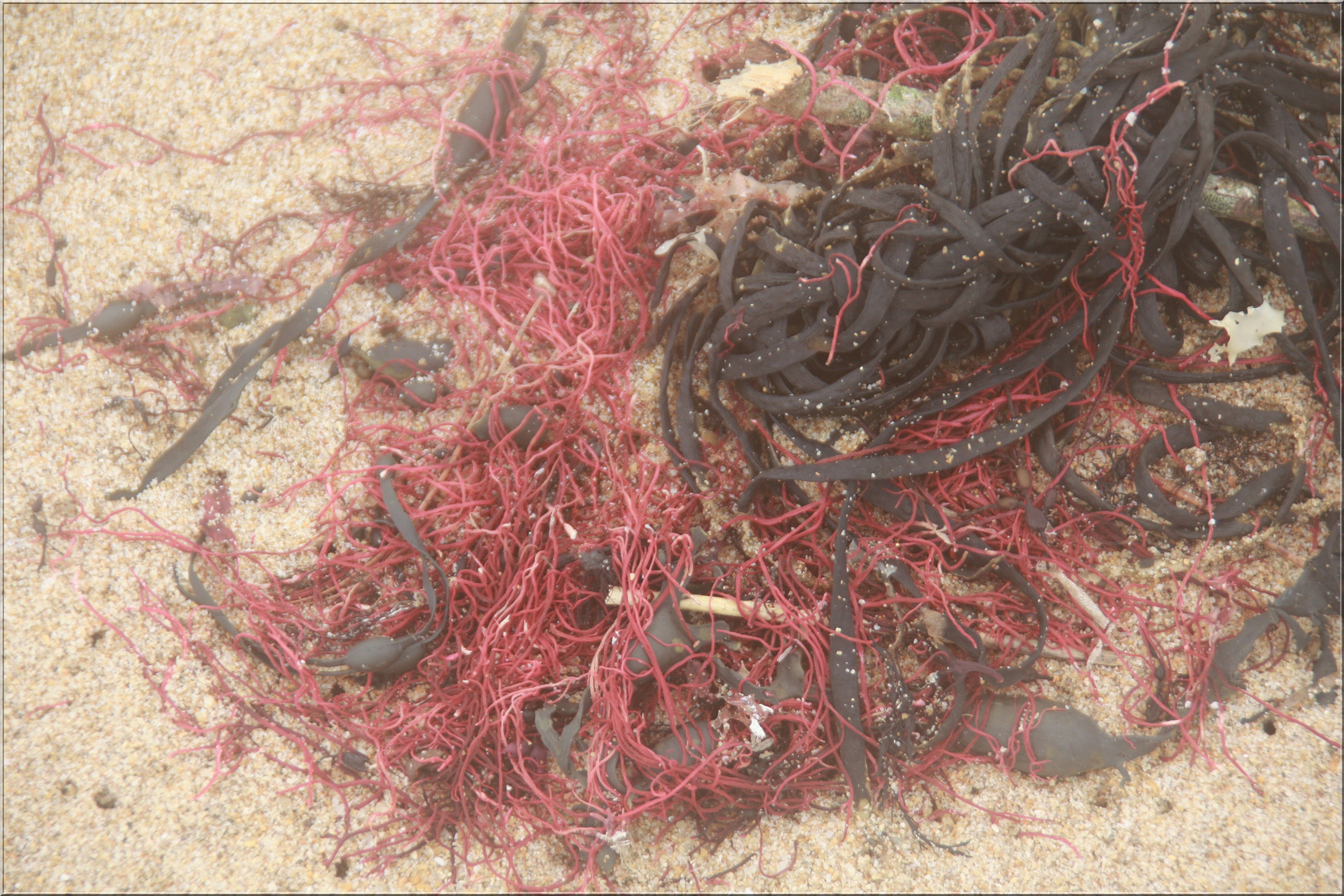 ..Joli mélange d'algues et filet de pêche sur une plage du 56..