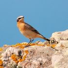 joli oiseau qui regarde la mer