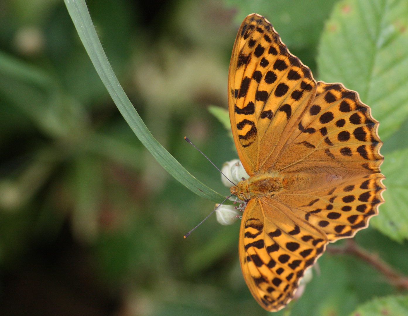 joli papillon