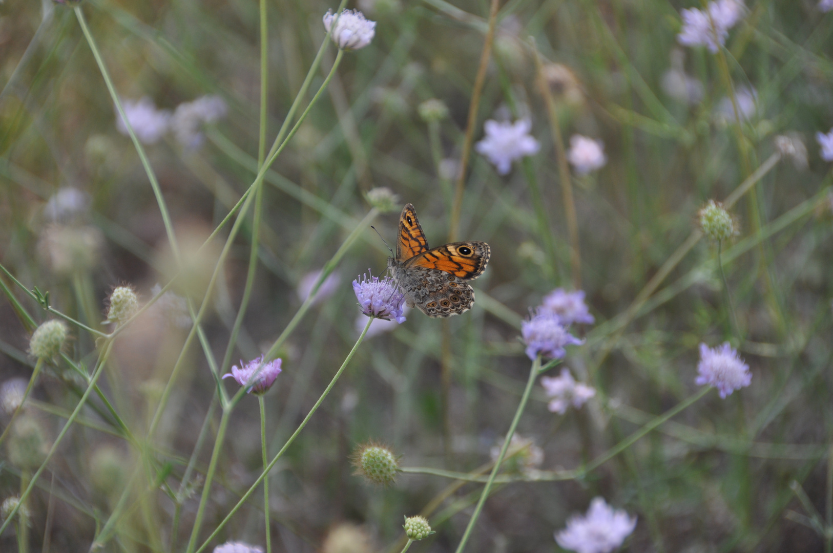 Joli papillon