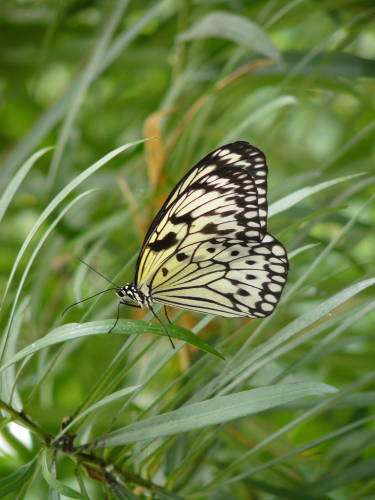 Joli papillon au petit matin