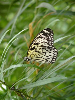 Joli papillon au petit matin