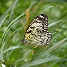 Joli papillon au petit matin