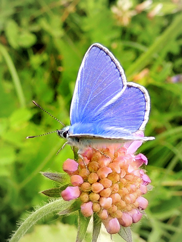 Joli papillon azuré au couleur du ciel !!!!