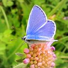 Joli papillon azuré au couleur du ciel !!!!