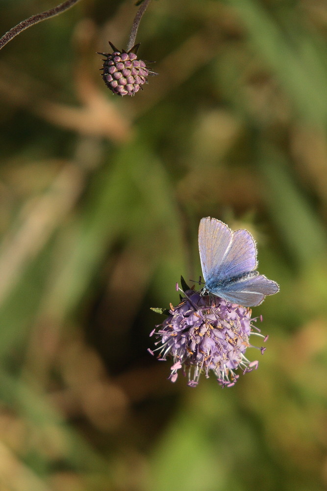 joli papillon bleu