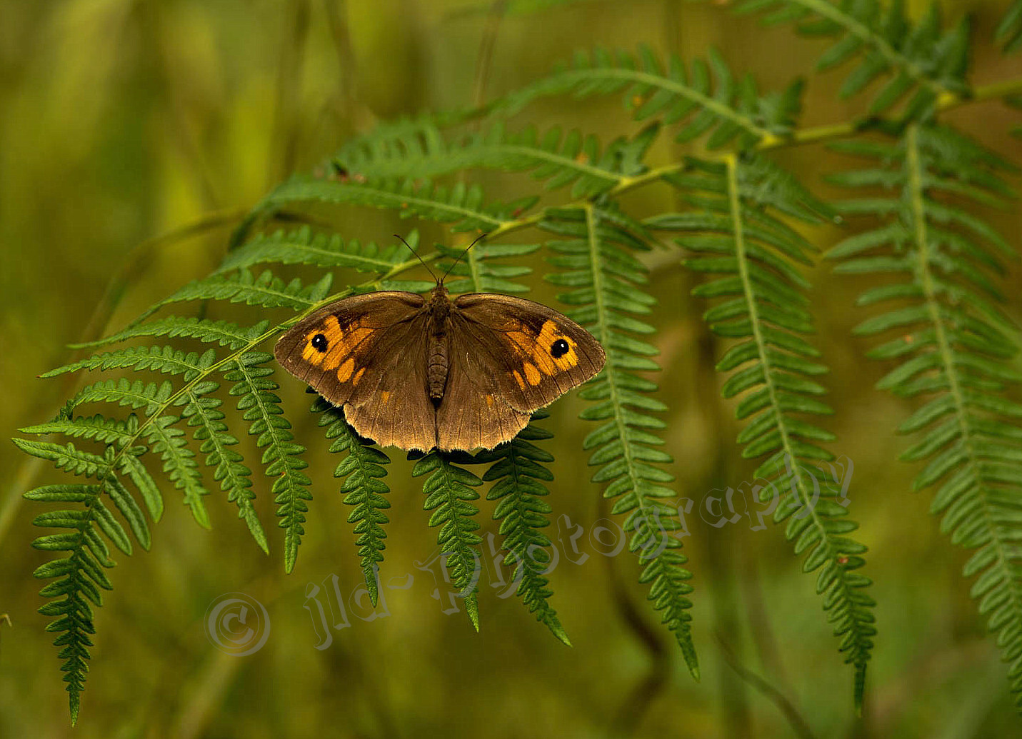 Joli Papillon de fougère 