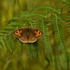 Joli Papillon de fougère 