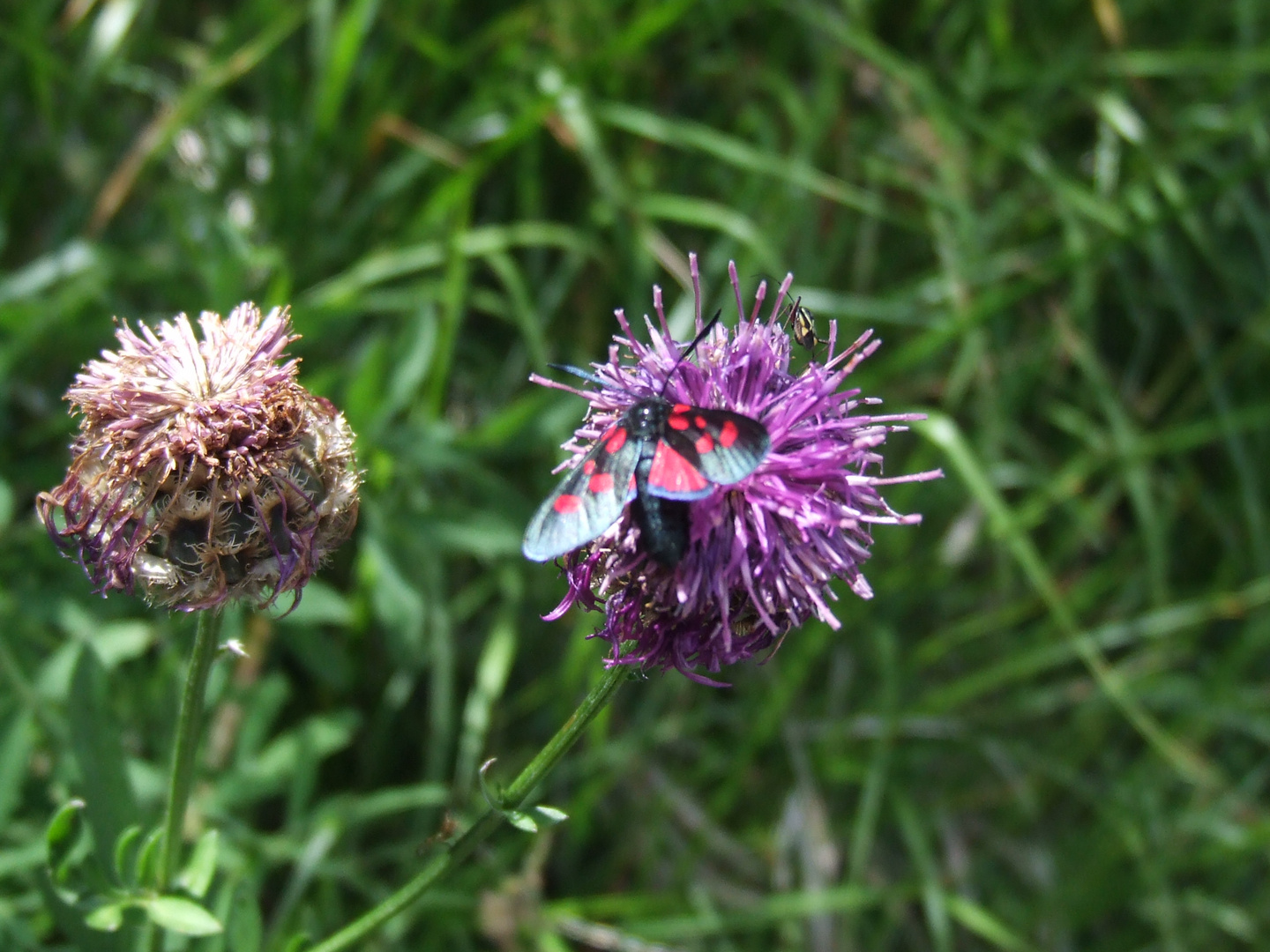 joli papillon