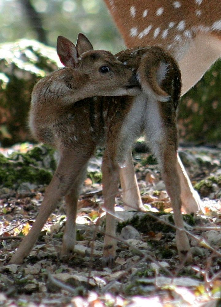 joli petit faon